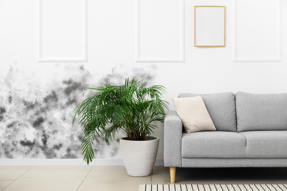 mold and mildew in the house