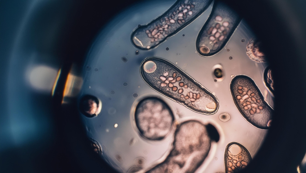 cells growing